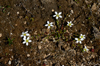 Arenaria gothica subsp. moehringioides