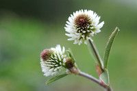 Bergklaver; Trifolium montanum;Mountain Clover;