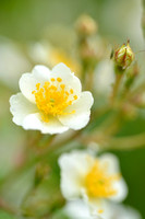 Veelbloemige roos; Many-flowered Rose; Rosa multiflora