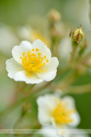 Veelbloemige roos; Many-flowered Rose; Rosa multiflora