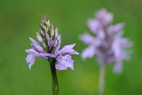 Bosorchis -  Common spotted orchid -  Dactylorhiza maculata