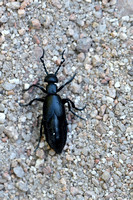 Gewone Oliekever - Black Oil beetle - Meloe proscarabaeus