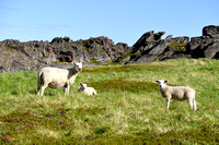 Schaap; Sheep; Ovis orientalis aries