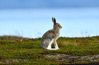 Sneeuwhaas; Mountain Hare; Lepus timidus
