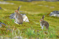 Sneeuwhaas; Mountain Hare; Lepus timidus