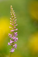 Grote Muggenorchis; Fragrant Orchid; Gymnadienia conopsea