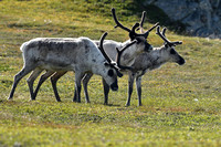 Rendier; Reindeer; Rangifer tarandus