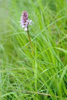 Bosorchis; Dactylorhiza fuchsii; Common Spotted Orchid