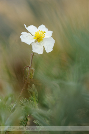 Wit Zonneroosje; Helianthemum apenninum; White Rock-rose;