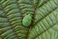 Groene Schildwants - Palomena prasina