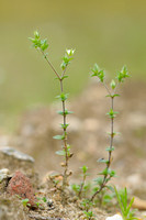 Zandmuur;Thyme-leaved sandwort;Arenaria serpyllifolia