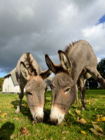 Ezel - Donkey - Equus africanus asinus