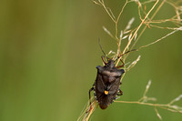 Roodpootschildwants - Red-legged Shieldbug - Pentatoma rufipes