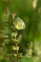 Scheefbloemwitje; Southern Small White; Pieris mannii
