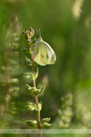 Scheefbloemwitje; Southern Small White; Pieris mannii