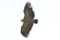 Vale Gier; Griffon Vulture; Gyps fulvus