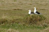 Grote Mantelmeeuw; Great Black-backed Gull; Larus marinus