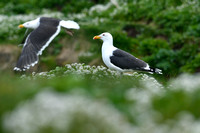 Grote Mantelmeeuw; Great black-backed gull
