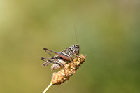 Oostelijke Duinsabelsprinkhaan; Eastern Grey Bush-cricket; Platycleis grisea