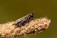 Cottische tandsprinkhaan - Cottian Toothed Grasshopper - Stenobothrus cotticus