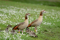 Nijlgans; Egyptian Goose; Alopochen aegyptiaca