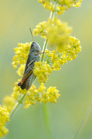Wekkertje - Common Green Grasshopper - Omocestus viridulus