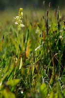 Groenknolorchis; Sturmia; Fen orchid; Liparis loeselii
