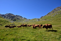 Koeien in de Alpen; Alpine Cows