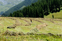 Boerin oogst gras; Harvesting grass
