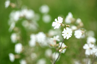 Avondkoekoeksbloem; White campion; Silene latifolia