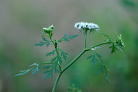 Hondspeterselie;Fool's parsley;Aethusa cynapium