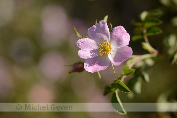 Kleinbloemige Roos; Small-flowered Sweet-Briar; Rosa micrantha;