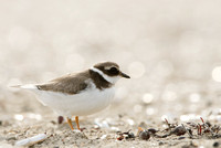 Bontbekplevier; Ringed Plover;  Charadrius hiaticula