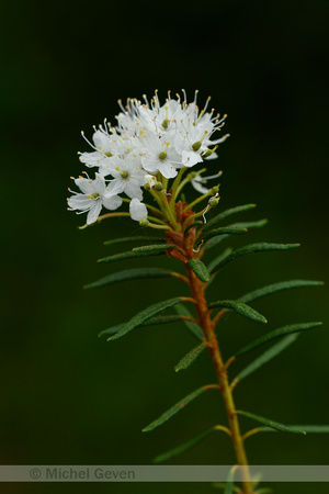 Moerasrozemarijn; Labrador-tea; Rhododendron tomentosum