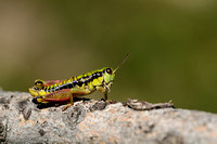 Piedmont Mountain Grasshopper; Epipodisma pedemontana