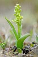 Noordse nachtorchis; Northern Green Orchid; Platanthera hyperborea
