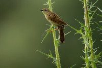 Sprinkhaanzanger; Grasshopper Warbler; Locustella  naevia