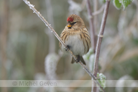 Barmsijs; Common Redpoll; Acanthis flammea