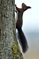 Rode Eekhoorn; Red Squirrel; Scuirus vulgaris