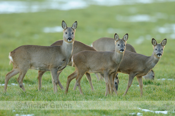 Europese Ree; Roe Deer; Capreolus capreolus;