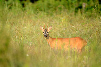 Europese Ree; Roe Deer; Capreolus capreolus;