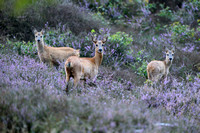 Ree;  European roe deer; Capreolus capreolus
