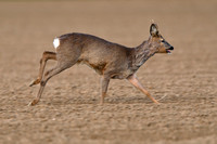Ree, Roe Deer; Capreolus capreolus