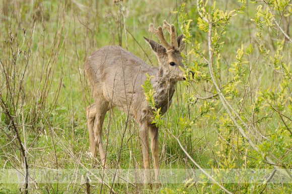 Europese Ree; Roe Deer; Capreolus capreolus