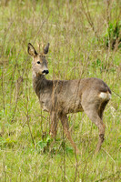 Europese Ree; Roe Deer; Capreolus capreolus