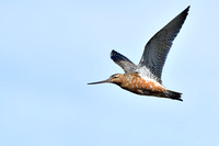 Rosse Grutto; Bar-tailed godwit; Limosa lapponica