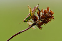 Kustsprinkhaan; Lesser Marsh Grasshopper; Chortippus albomargina