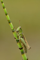 Kustsprinkhaan; Lesser Marsh Grasshopper; Chortippus albomargina