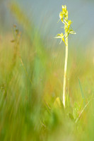 Groenknolorchis - Sturmia - Fen orchid - Liparis loeselii