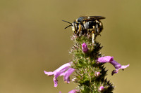 Grote wolbij - European Wool Carder Bee - Anthidium manicatum